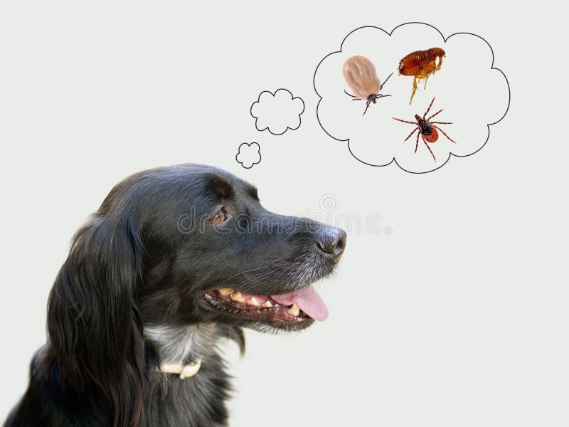 Dog considering health risks of ticks, flea