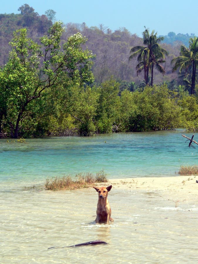 Dog CoolingOff stock photo. Image of animal, myanmar 3714376
