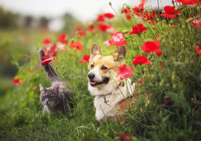 Dog Corgi and striped cats sit in a Sunny summer garden in a bed of red flowers poppies