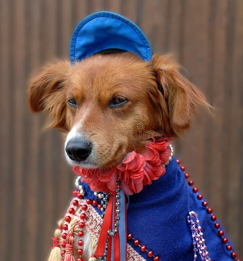 Dog in costume