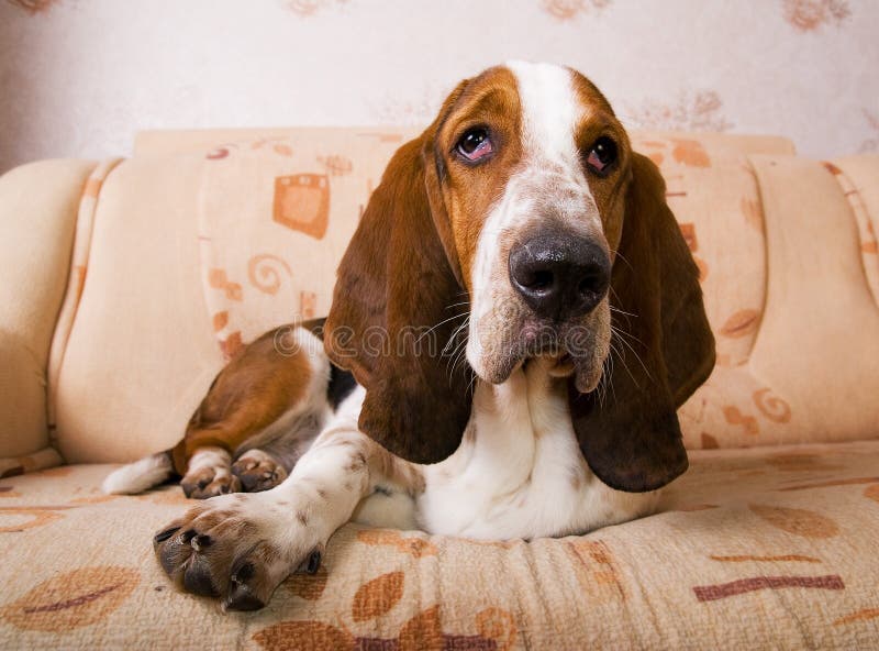 Dog breed basset-hound on the couch. Dog breed basset-hound on the couch