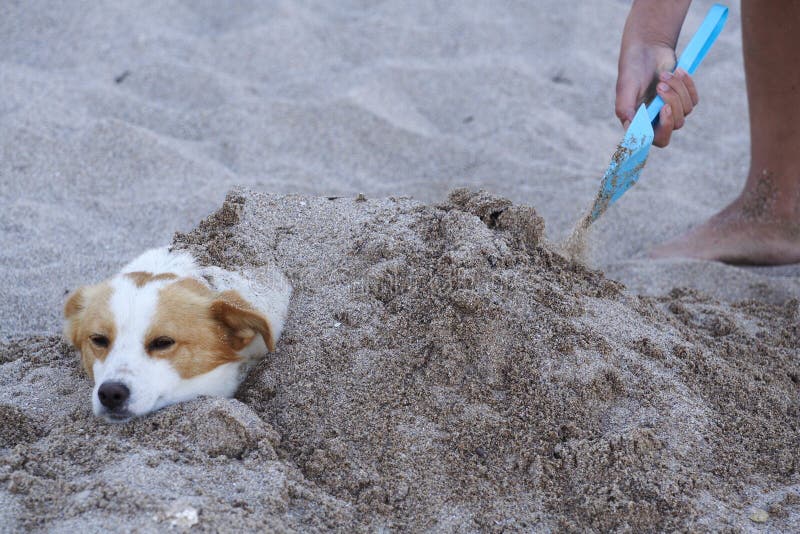Dog covered with sand stock photo. Image of sand, beach 20094184