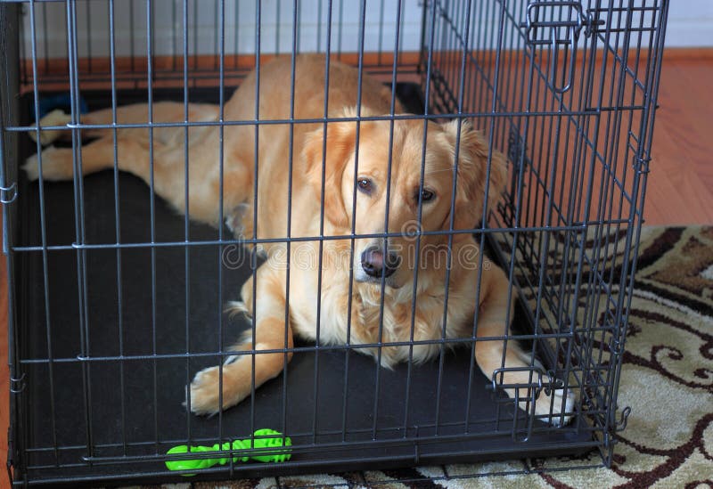 Golden Retriever Dog in Crate