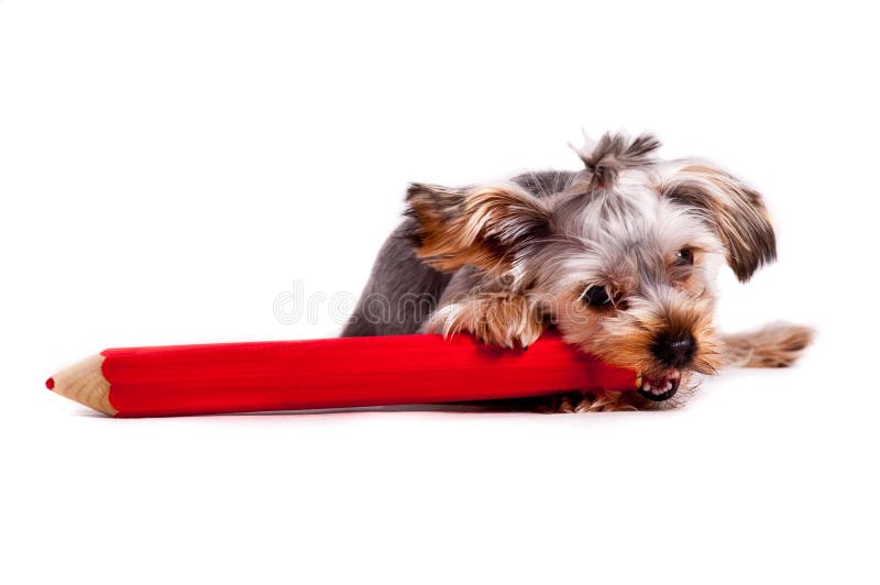 Dog with crayon stock image. Image of puppy, furry, looking 22203211