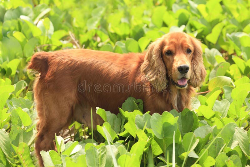 Dog in the creeper