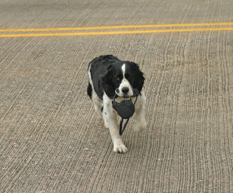 Dog Crossing Road Carrying Leash Royalty Free Stock Photos Image