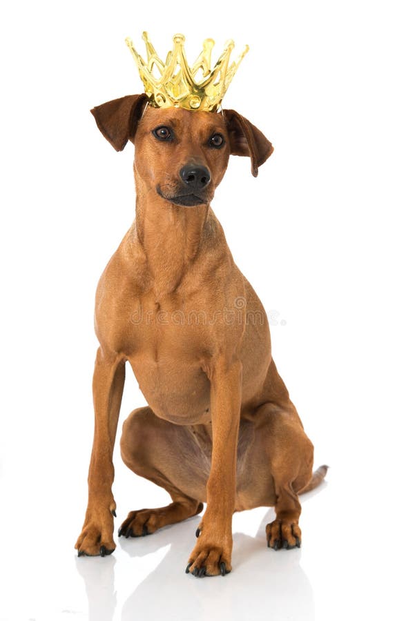 Dog with crown stock image. Image of isolated, white 42078383