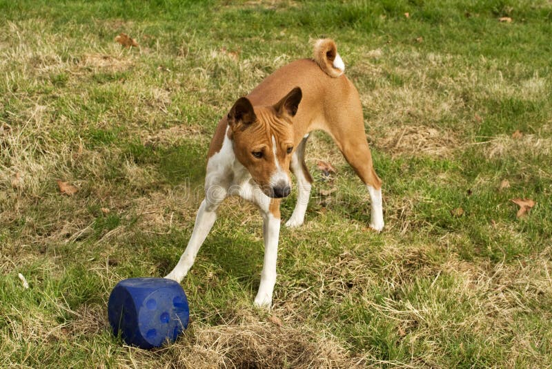 Dog with cube stock image. Image of paws, shade, friend 4647137