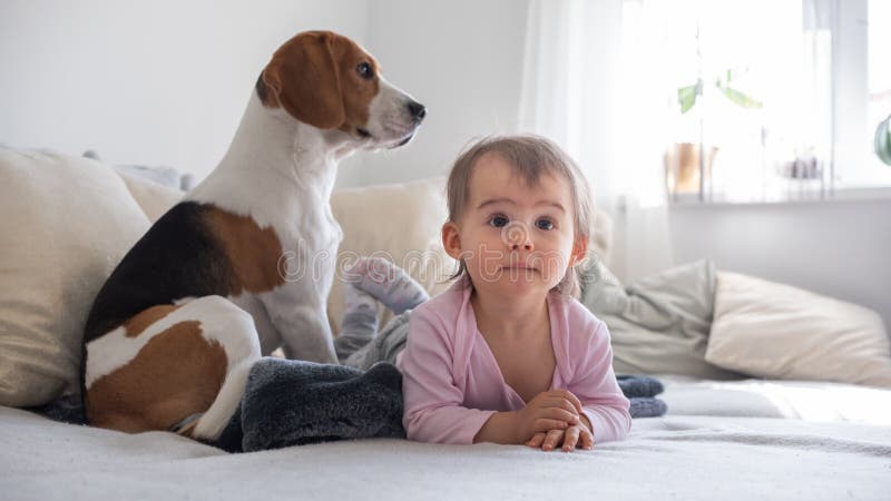 Dog with a cute baby girl on a sofa. Beagle sitting in background looking through window, baby girl on her belly watching TV royalty free stock photo Dog with a cute baby girl on a sofa. Beagle sitting in background looking through window, baby girl on her belly watching TV royalty free stock photo