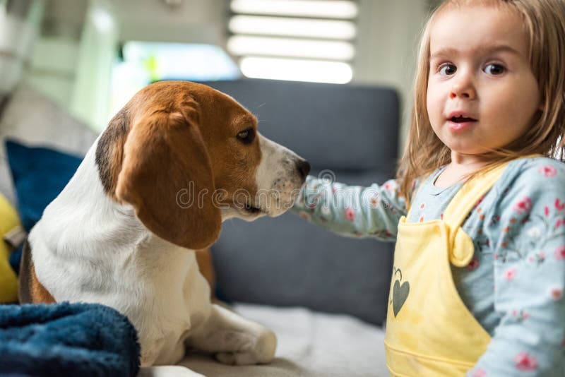 Dog with a cute caucasian baby girl. Beagle lying on sofa, baby pet his head. Copy space royalty free stock photos Dog with a cute caucasian baby girl. Beagle lying on sofa, baby pet his head. Copy space royalty free stock photos