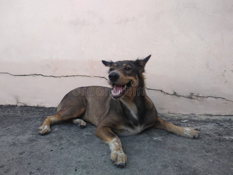 This dog is cute and friendly. royalty free stock photo This dog is cute and friendly. royalty free stock photo