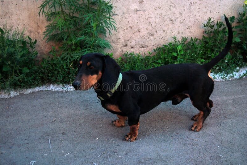 rottweiler dachshund