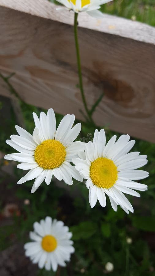 Dog Daisies growing wild stock image. Image of flowers 147978543