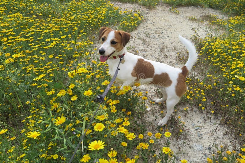 DOG in DAISIES stock photo. Image of cyprus, spring, green 89568570
