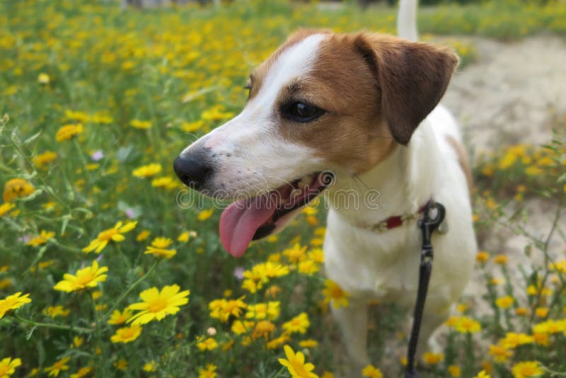 DAISIES stock photo. Image of flowers, green, white, plants 89459378