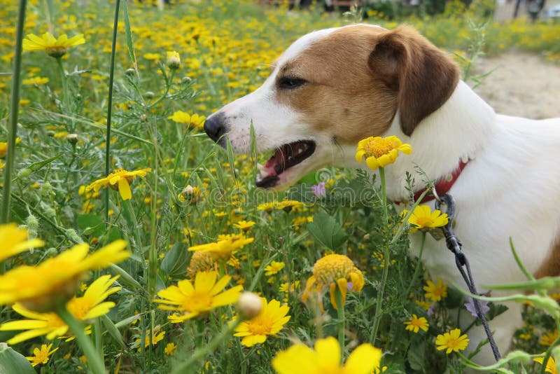 DOG in DAISIES stock photo. Image of jack, nicosia, dogs 89569852