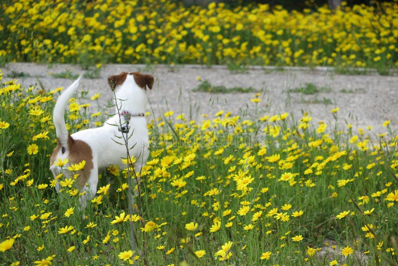 DOG IN DAISIES stock photo. Image of jack, nicosia, dogs 89569852