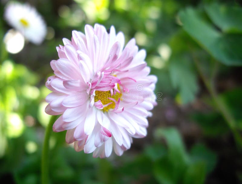 Dog daisy stock image. Image of snowy, lloydia, nature 14617259