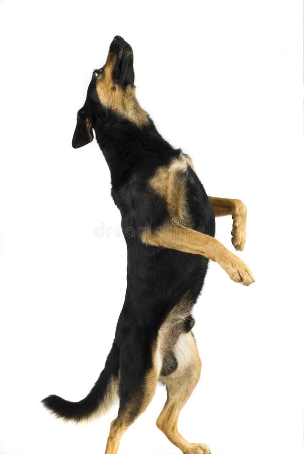 Dog dancer. Ralph(the dog) make some rope dancing stock photos Dog dancer. Ralph(the dog) make some rope dancing stock photos