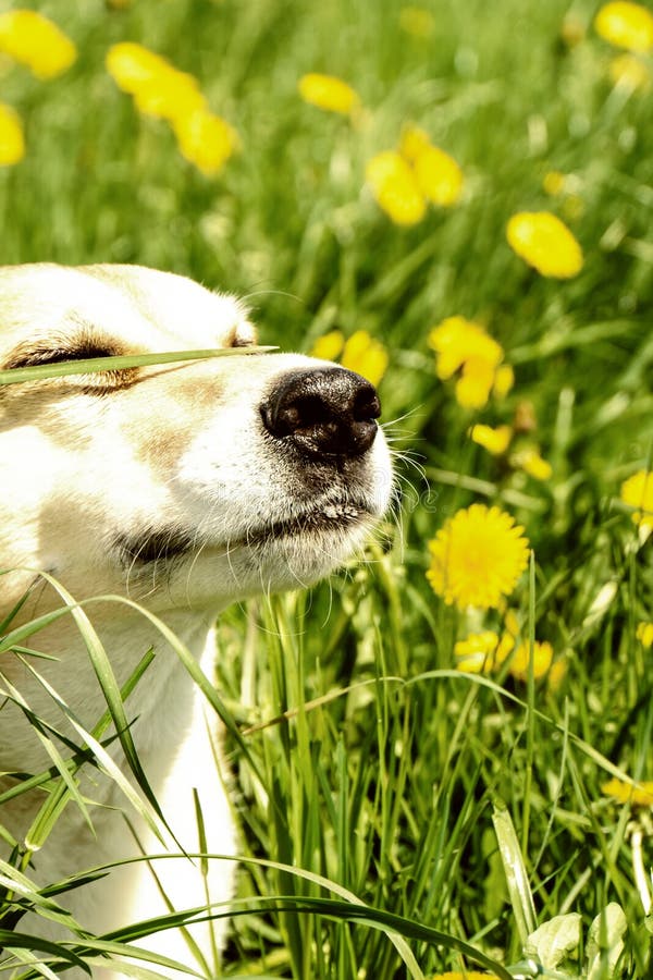 Dog in the Dandelion Meadow, (134) Stock Image Image of companion