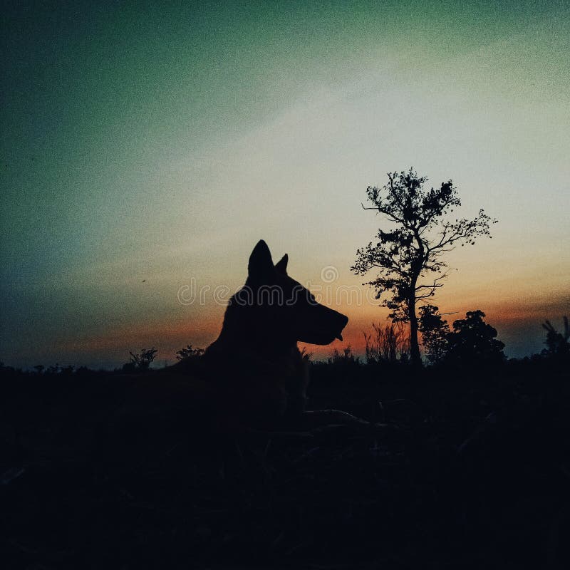 Dog with darkness stock image. Image of night, three 178414401