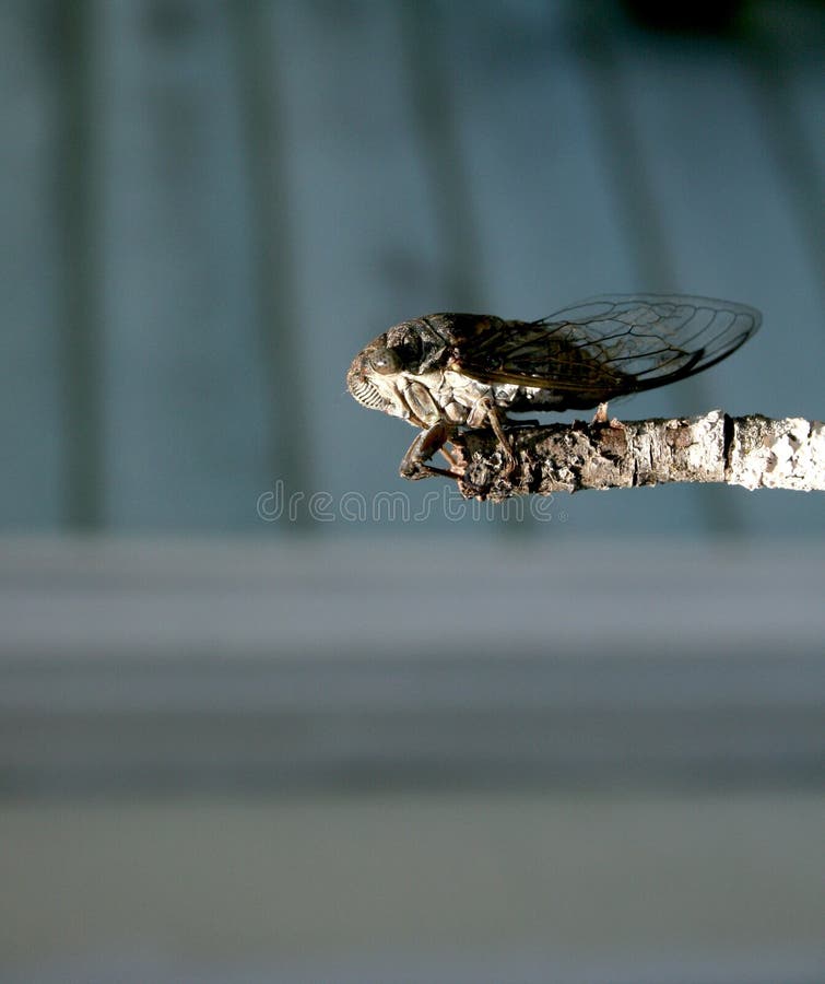 dog day cicada dog day cicada