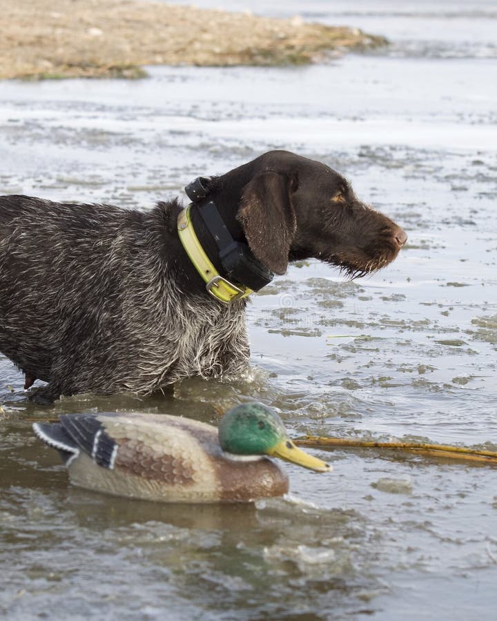 Dog and a Decoy