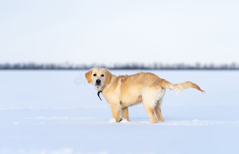 Dog in deep snow stock photo. Image of golden, beautiful 216704620