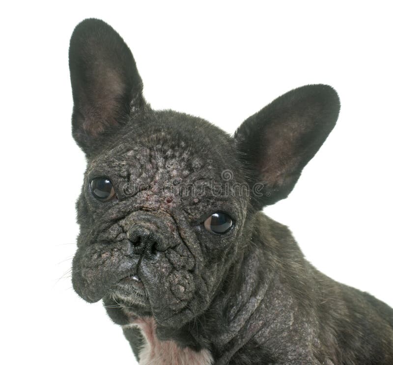 Dog with Demodicosis stock image. Image of bulldog, sick - 73207511