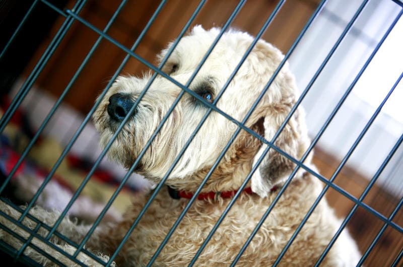 dog den lurviga räddningsaktionen arkivbilder dog den lurviga räddningsaktionen arkivbilder