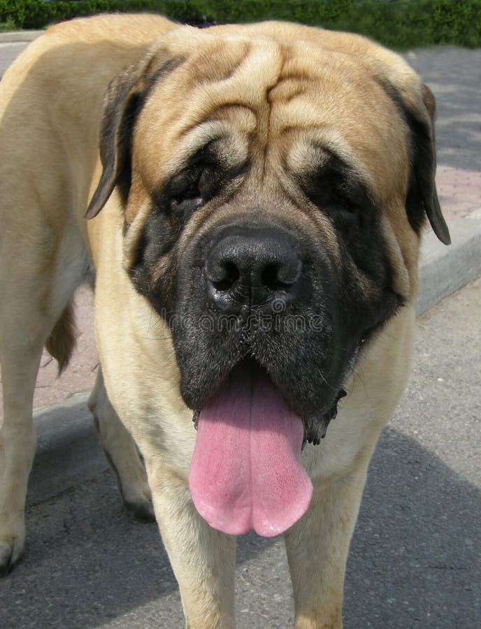 Stock photo of a Neapolitan Mastiff dog. Stock photo of a Neapolitan Mastiff dog