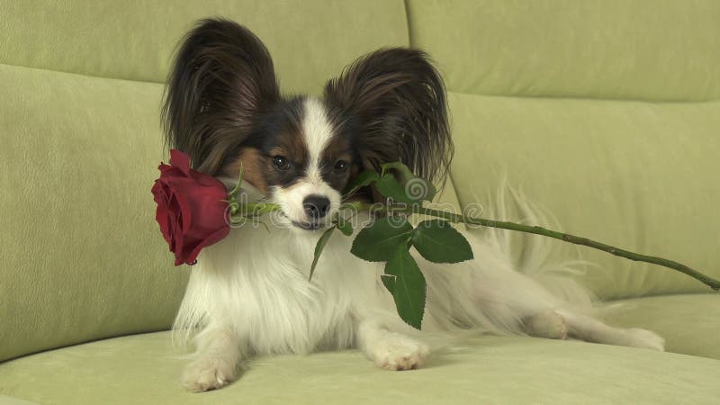 Dog den röda rosen för Papillon uppehällen i hans mun som är förälskad på valentindag arkivbild Dog den röda rosen för Papillon uppehällen i hans mun som är förälskad på valentindag arkivbild