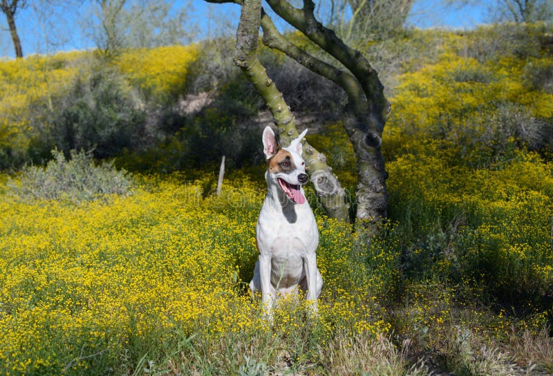 237 Arizona Desert Dog Stock Photos Free & RoyaltyFree Stock Photos