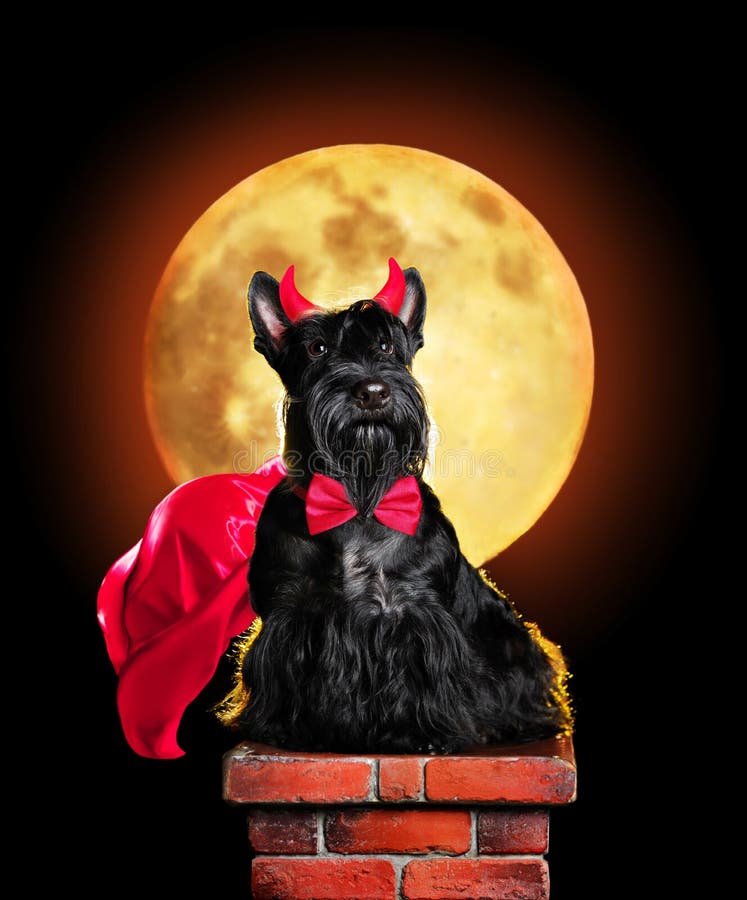 Dog in Devil Halloween Costume Sitting on Chimney Stock Photo Image