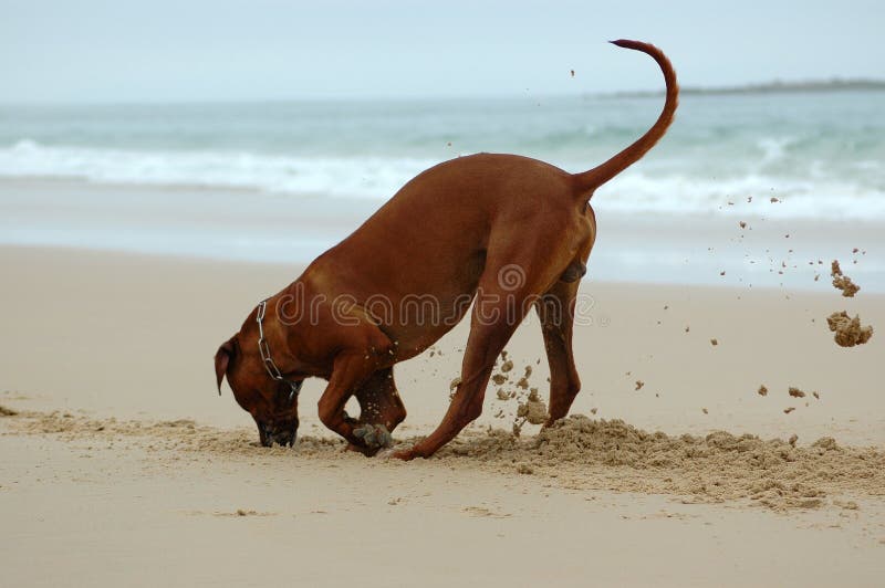 Un simpatico attivo Rhodesian Ridgeback hound dog scavando un buco nella sabbia sulla spiaggia a divertirsi in Sud Africa.