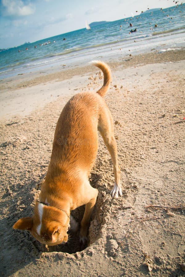 314 Dog Digging Beach Hole Stock Photos Free & RoyaltyFree Stock