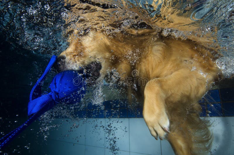 Dog Diving Bite Ball Pool Underwater View Stock Photos Free & Royalty