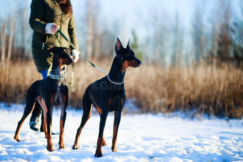 doberman off leash