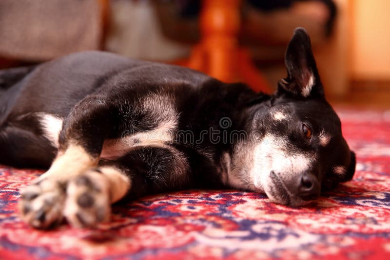 The Dog is the Most Faithful Friend of Man. Stock Photo - Image of canine,  entertainment: 114811622