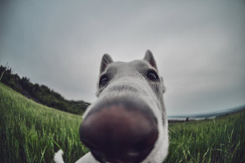 dog fish eye