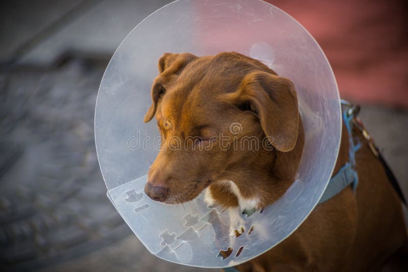 Dog stock photo. Image of patient, canine, head, exterior 99601186