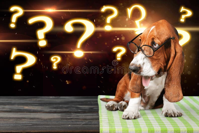 Dog Question Mark Meme