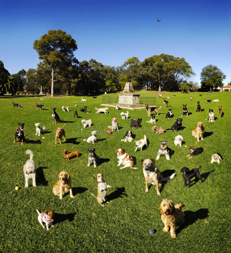 Molti cani nel parco in una bellissima giornata di sole.