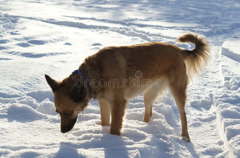 Dogs in the Winter among the Snow Stock Photo Image of animals