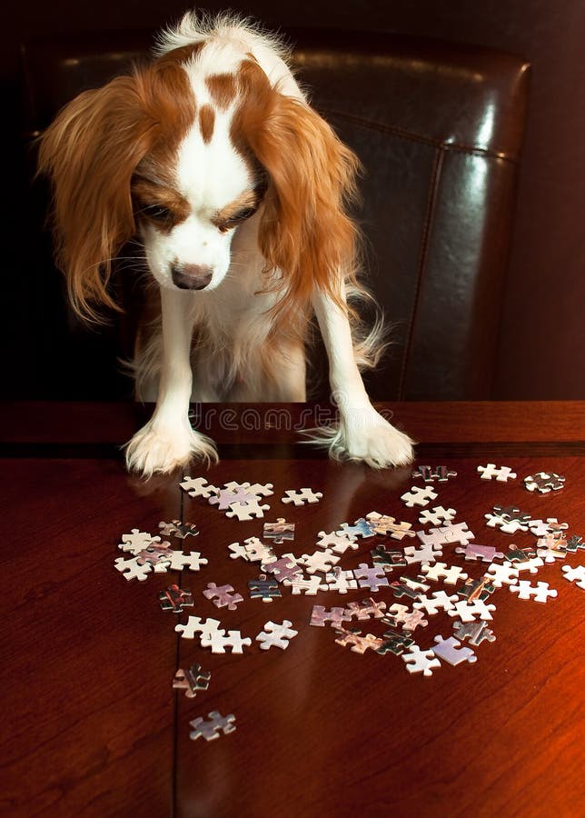 Dog Doing Puzzle stock image. Image of canine, business 13665019