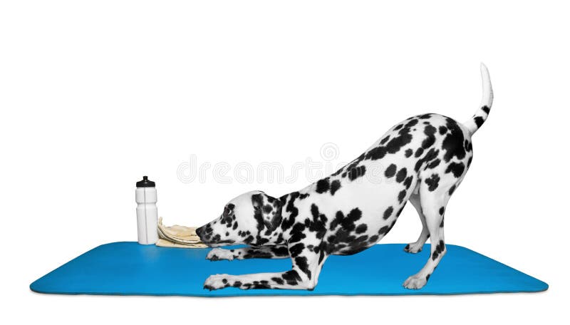 Dog doing yoga or pilates exercise stock images Dog doing yoga or pilates exercise stock images