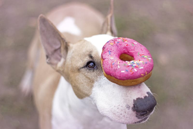 are donuts safe for dogs
