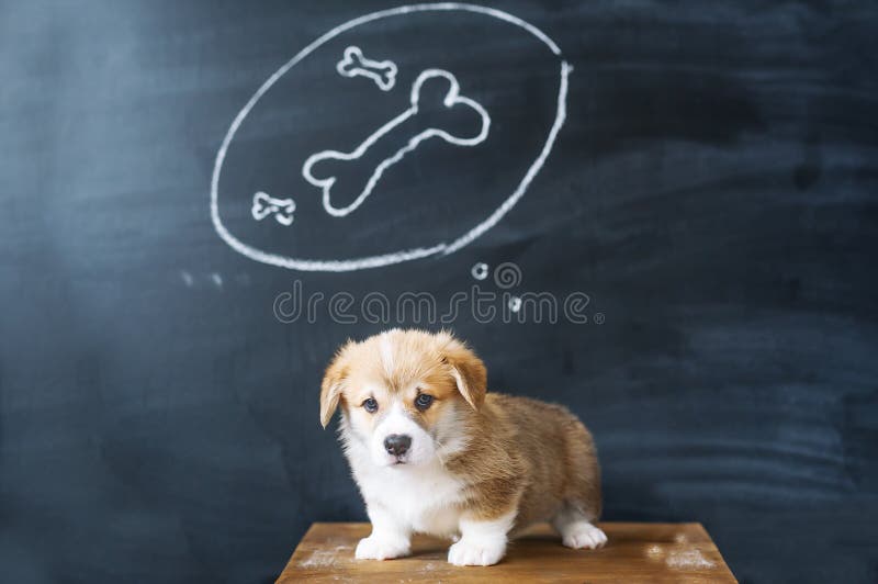 Dog Dreams. the Puppy Dreams of a Tasty Bone Stock Image Image of