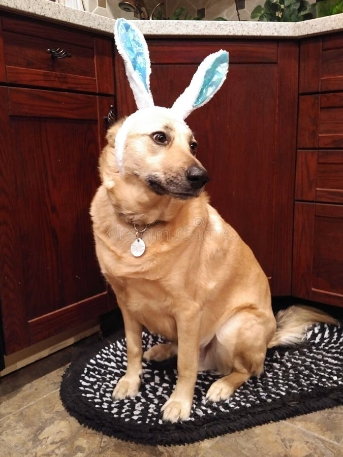 Dog Dressed As Easter Bunny Stock Image Image of soft, haired 6729221