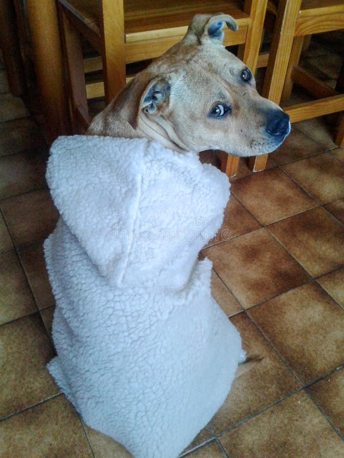 A dog is dressed as sheep stock image. Image of disguise 224363343